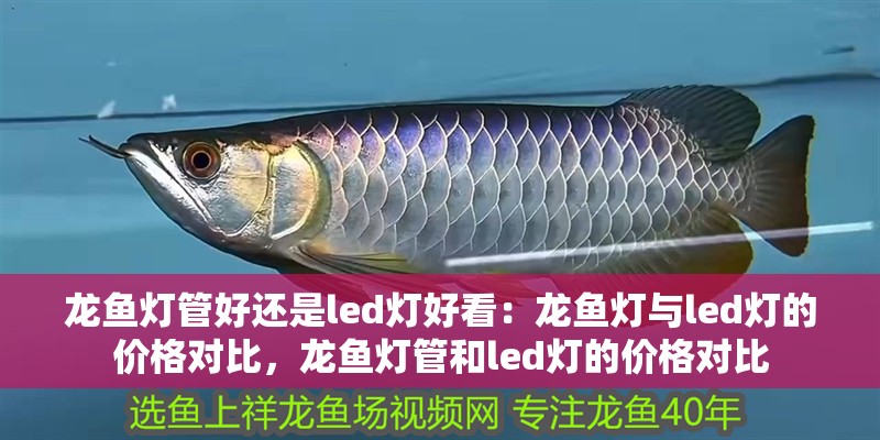 龍魚燈管好還是led燈好看：龍魚燈與led燈的價格對比，龍魚燈管和led燈的價格對比