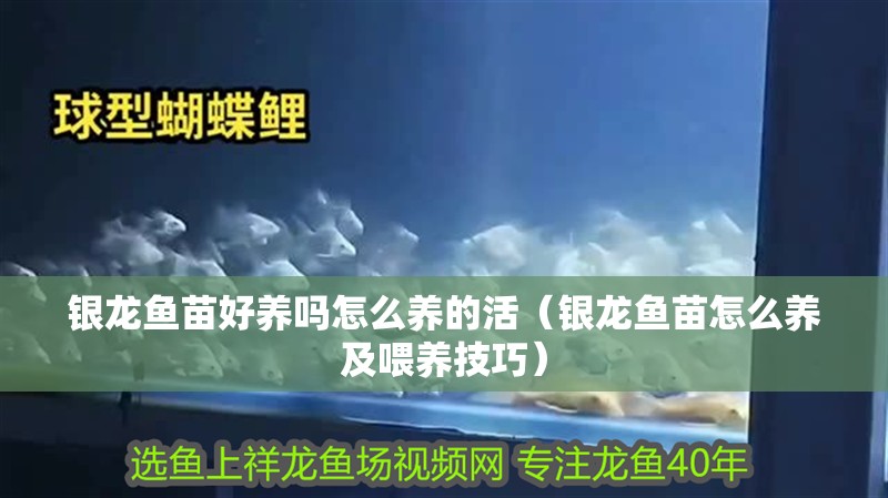 銀龍魚苗好養(yǎng)嗎怎么養(yǎng)的活（銀龍魚苗怎么養(yǎng)及喂養(yǎng)技巧）