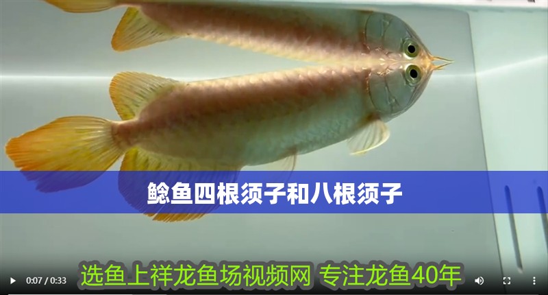 鯰魚四根須子和八根須子