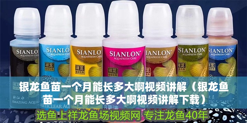 銀龍魚苗一個月能長多大啊視頻講解（銀龍魚苗一個月能長多大啊視頻講解下載）