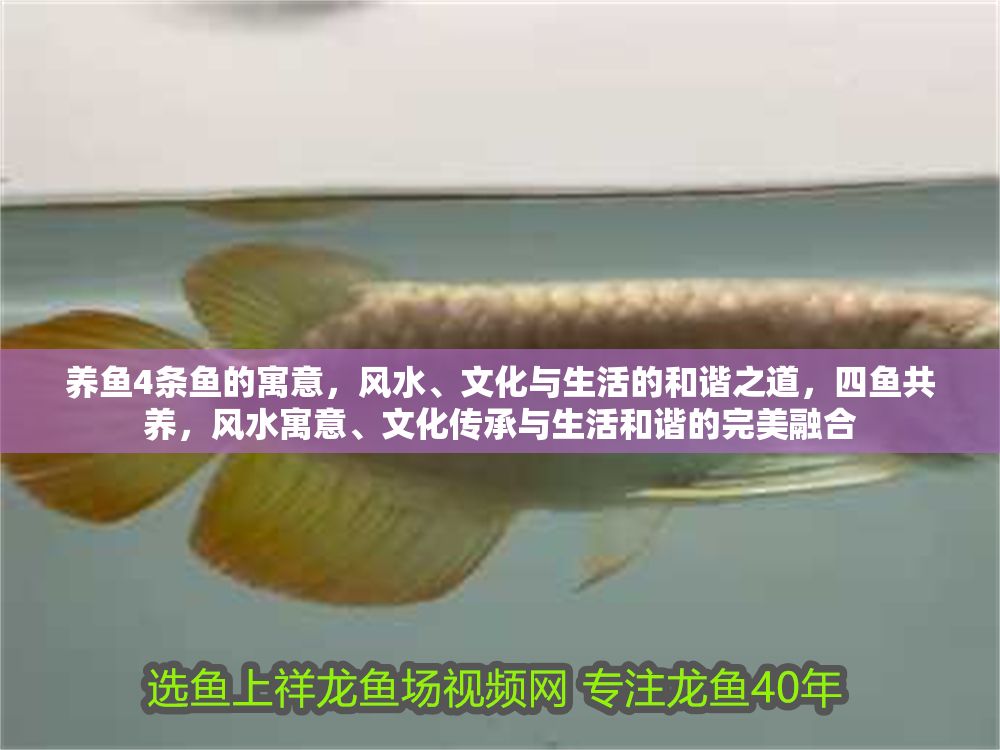 詳細閱讀:養魚4條魚的寓意,風水、文化與生活的和諧之道,四魚共養,風水寓意、文化傳承與生活和諧的完美融合 養魚4條魚的寓意,風水、文化與生活的和諧之道,四魚共養,風水寓意、文化傳承與生活和諧的完美融合