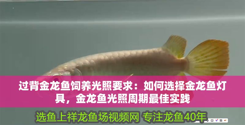 過背金龍魚飼養光照要求：如何選擇金龍魚燈具，金龍魚光照周期最佳實踐