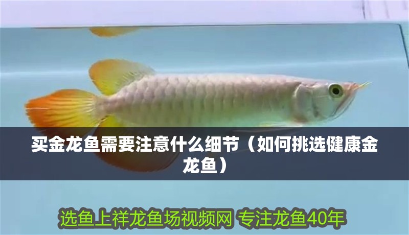 買金龍魚需要注意什么細節（如何挑選健康金龍魚）