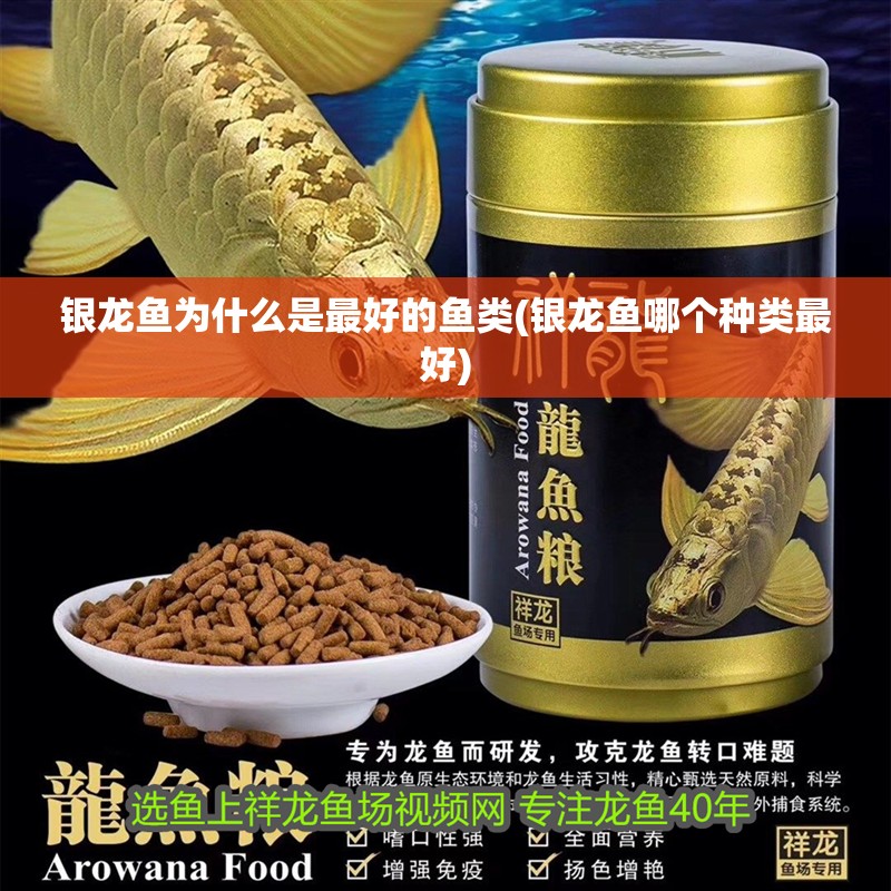 銀龍魚為什么是最好的魚類(銀龍魚哪個種類最好)