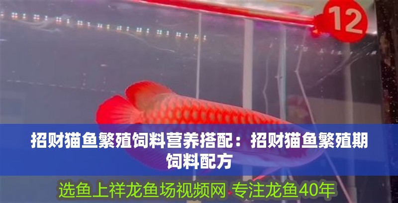 招財貓魚繁殖飼料營養(yǎng)搭配：招財貓魚繁殖期飼料配方