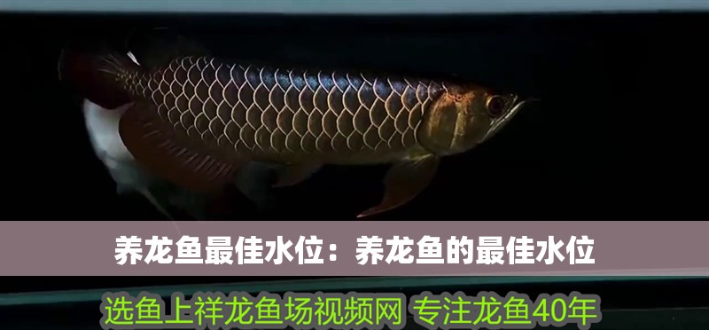 養龍魚最佳水位：養龍魚的最佳水位