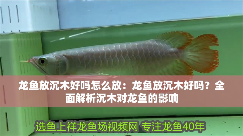 龍魚放沉木好嗎怎么放：龍魚放沉木好嗎？全面解析沉木對龍魚的影響