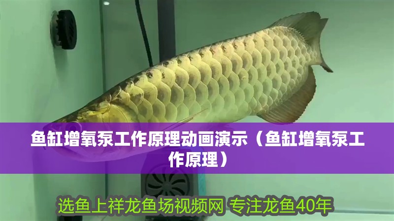 魚缸增氧泵工作原理動畫演示（魚缸增氧泵工作原理）