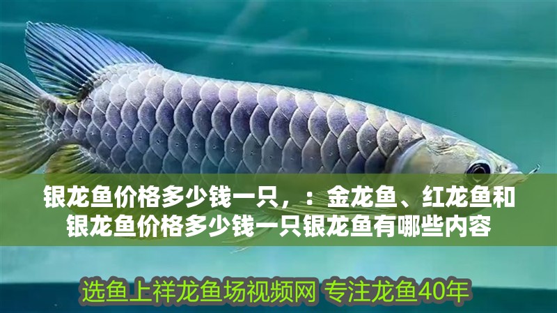 銀龍魚價格多少錢一只，：金龍魚、紅龍魚和銀龍魚價格多少錢一只銀龍魚有哪些內容