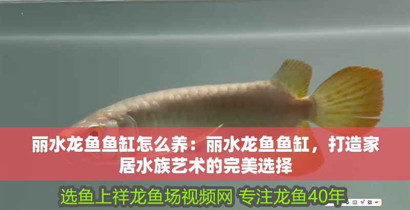 麗水龍魚魚缸怎么養(yǎng)：麗水龍魚魚缸，打造家居水族藝術(shù)的完美選擇