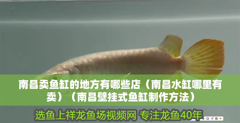 南昌賣魚缸的地方有哪些店（南昌水缸哪里有賣）（南昌壁掛式魚缸制作方法）