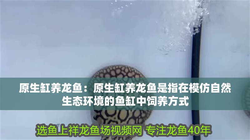 原生缸養龍魚：原生缸養龍魚是指在模仿自然生態環境的魚缸中飼養方式