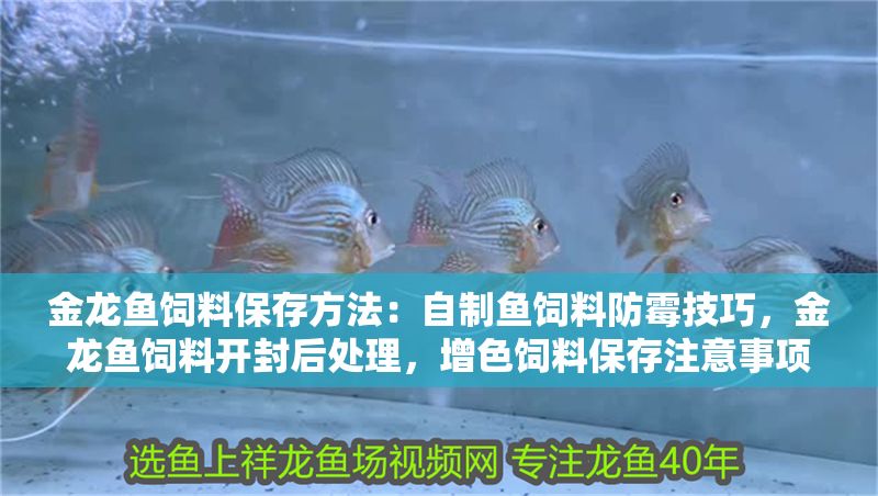金龍魚飼料保存方法：自制魚飼料防霉技巧，金龍魚飼料開封后處理，增色飼料保存注意事項