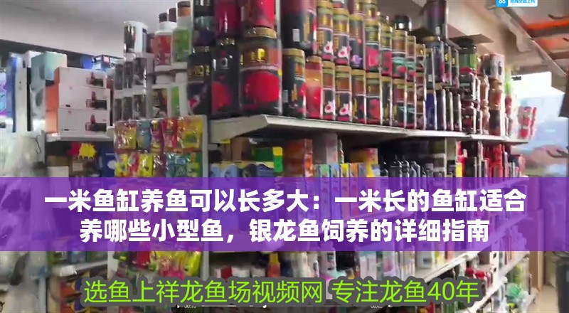 一米魚缸養魚可以長多大：一米長的魚缸適合養哪些小型魚，銀龍魚飼養的詳細指南