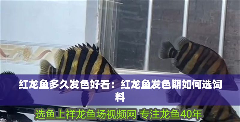 紅龍魚多久發色好看：紅龍魚發色期如何選飼料