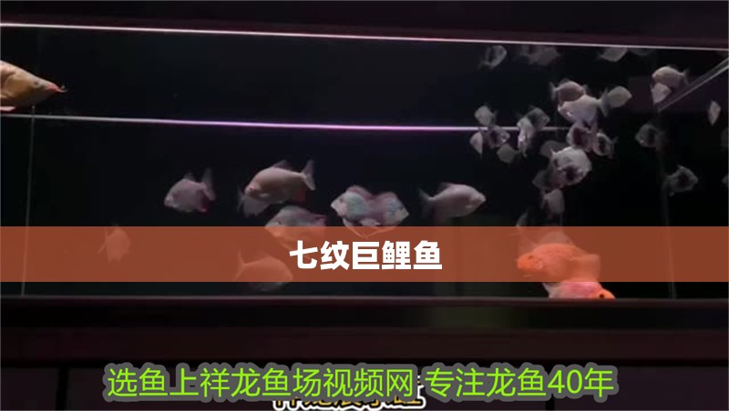 七紋巨鯉魚