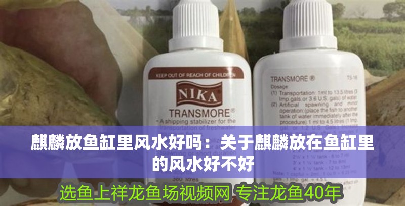 <strong><mark>麒麟</mark></strong>放魚缸里風水好嗎：關于<strong><mark>麒麟</mark></strong>放在魚缸里的風水好不好