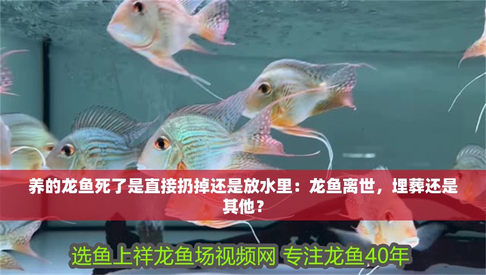 養的龍魚死了是直接扔掉還是放水里：龍魚離世，埋葬還是其他？