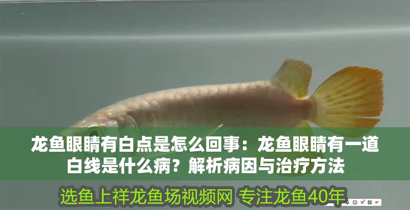 龍魚眼睛有白點是怎么回事：龍魚眼睛有一道白線是什么病？解析病因與治療方法