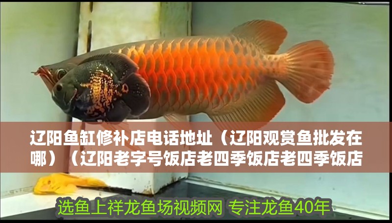 遼陽魚缸修補店電話地址（遼陽觀賞魚批發在哪）（遼陽老字號飯店老四季飯店老四季飯店老四季飯店老四季飯店）
