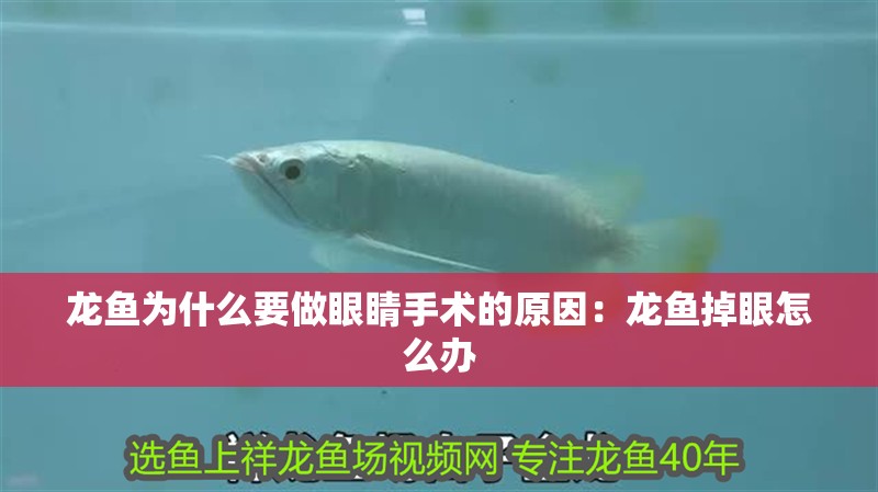 龍魚為什么要做眼睛手術的原因：龍魚掉眼怎么辦