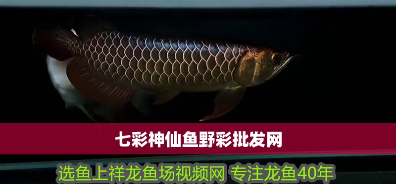 七彩神仙魚野彩批發網