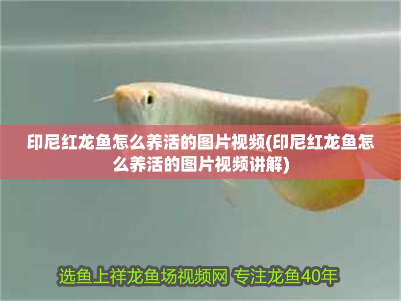 印尼紅龍魚怎么養(yǎng)活的圖片視頻(印尼紅龍魚怎么養(yǎng)活的圖片視頻講解)