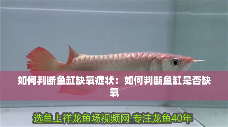 如何判斷魚缸缺氧癥狀：如何判斷魚缸是否缺氧