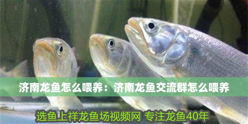 濟南龍魚怎么喂養：濟南龍魚交流群怎么喂養