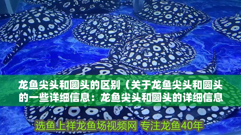 龍魚尖頭和圓頭的區別（關于龍魚尖頭和圓頭的一些詳細信息：龍魚尖頭和圓頭的詳細信息） 龍魚尖頭和圓頭的區別（關于龍魚尖頭和圓頭的一些詳細信息：龍魚尖頭和圓頭的詳細信息） 龍魚百科