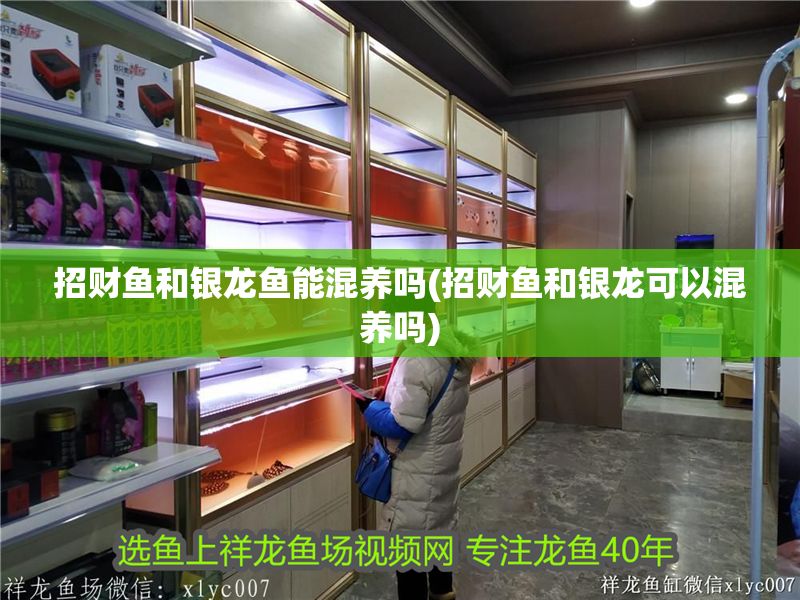 招財魚和銀龍魚能混養嗎(招財魚和銀龍可以混養嗎)