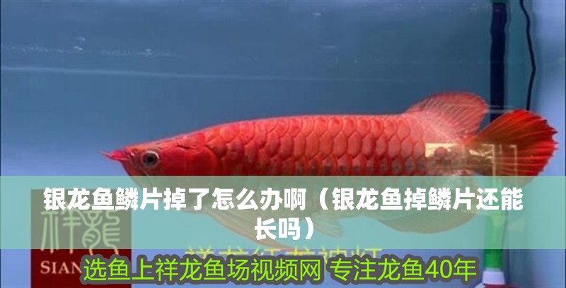 銀龍魚鱗片掉了怎么辦啊（銀龍魚掉鱗片還能長嗎）