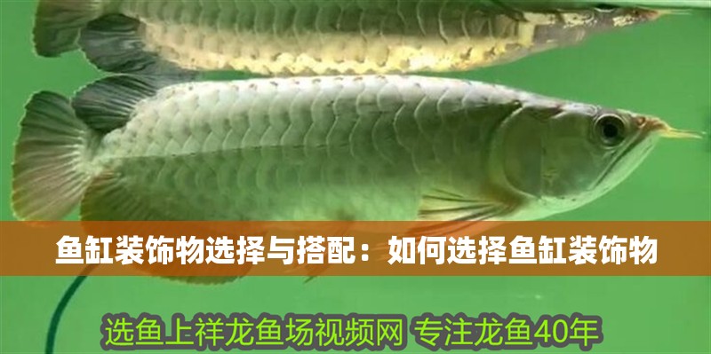 魚(yú)缸裝飾物選擇與搭配：如何選擇魚(yú)缸裝飾物