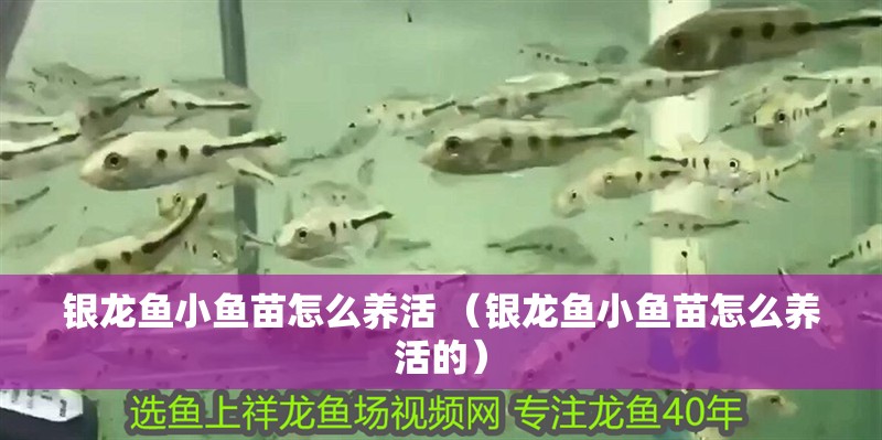 銀龍魚小魚苗怎么養活 （銀龍魚小魚苗怎么養活的）