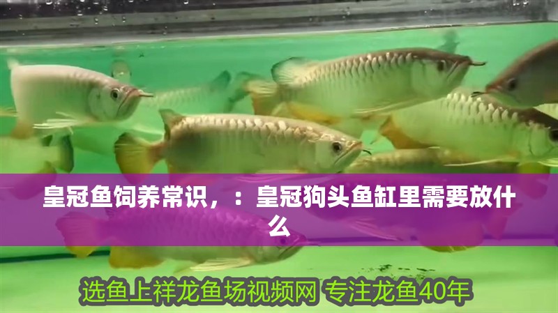 皇冠魚(yú)飼養(yǎng)常識(shí)，：皇冠狗頭魚(yú)缸里需要放什么 皇冠魚(yú)飼養(yǎng)常識(shí)，：皇冠狗頭魚(yú)缸里需要放什么 魚(yú)缸百科