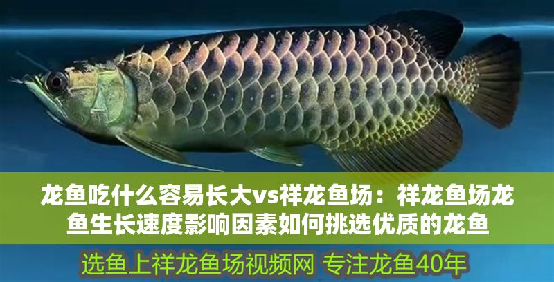 龍魚吃什么容易長大vs祥龍魚場：祥龍魚場龍魚生長速度影響因素如何挑選優質的龍魚