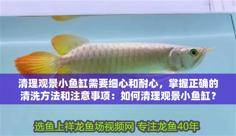 清理觀景小魚(yú)缸需要細(xì)心和耐心，掌握正確的清洗方法和注意事項(xiàng)：如何清理觀景小魚(yú)缸？