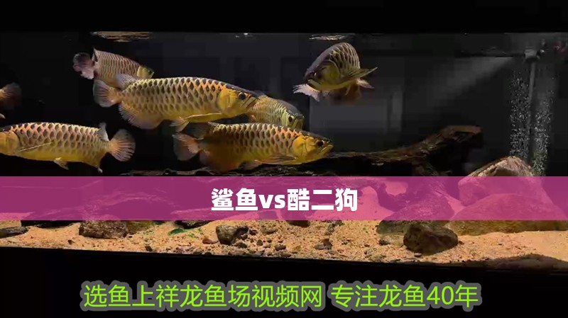 鯊魚vs酷二狗
