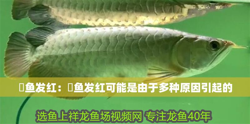 魟魚(yú)發(fā)紅：魟魚(yú)發(fā)紅可能是由于多種原因引起的