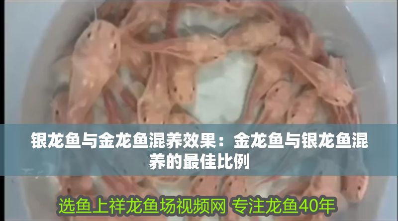 銀龍魚與金龍魚混養效果：金龍魚與銀龍魚混養的最佳比例