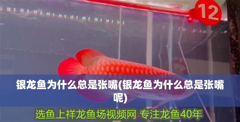銀龍魚為什么總是張嘴(銀龍魚為什么總是張嘴呢) 銀龍魚百科 第1張 銀龍魚為什么總是張嘴(銀龍魚為什么總是張嘴呢) 銀龍魚為什么總是張嘴(銀龍魚為什么總是張嘴呢) 銀龍魚百科 第1張