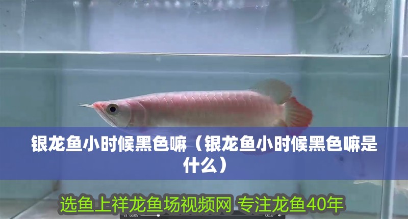銀龍魚小時候黑色嘛（銀龍魚小時候黑色嘛是什么）