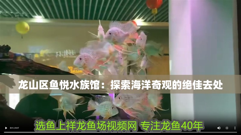 龍山區魚悅水族館：探索海洋奇觀的絕佳去處