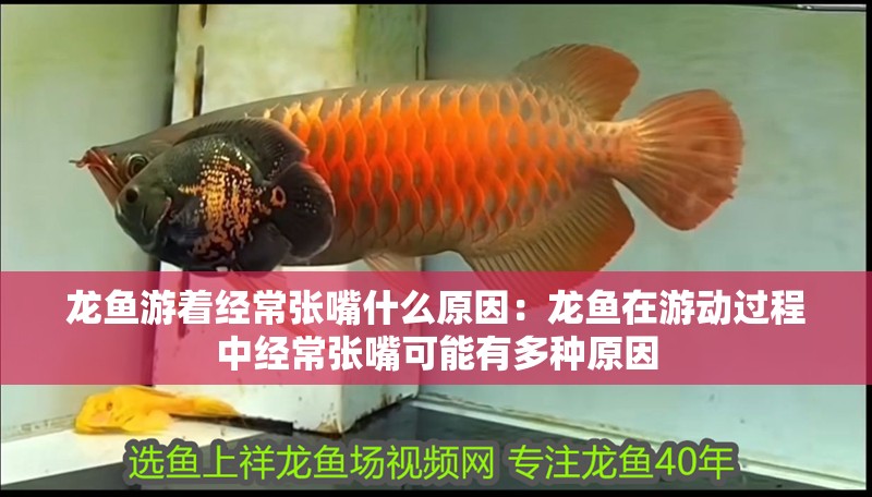 龍魚游著經常張嘴什么原因：龍魚在游動過程中經常張嘴可能有多種原因
