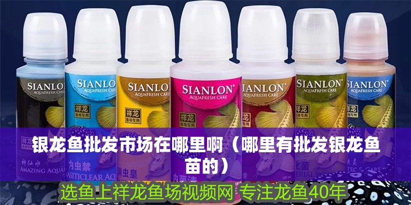 銀龍魚批發(fā)市場在哪里啊（哪里有批發(fā)銀龍魚苗的）