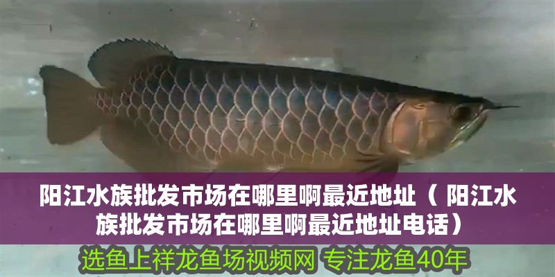 陽江水族批發市場在哪里啊最近地址（ 陽江水族批發市場在哪里啊最近地址電話）