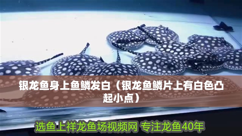 銀龍魚身上魚鱗發白（銀龍魚鱗片上有白色凸起小點）