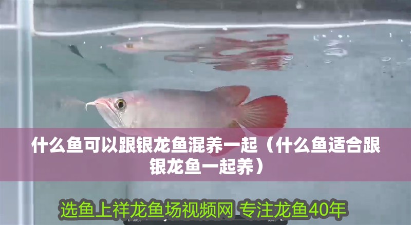 什么魚可以跟銀龍魚混養一起（什么魚適合跟銀龍魚一起養）