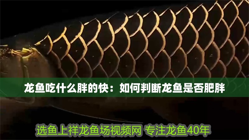 龍魚吃什么胖的快：如何判斷龍魚是否肥胖