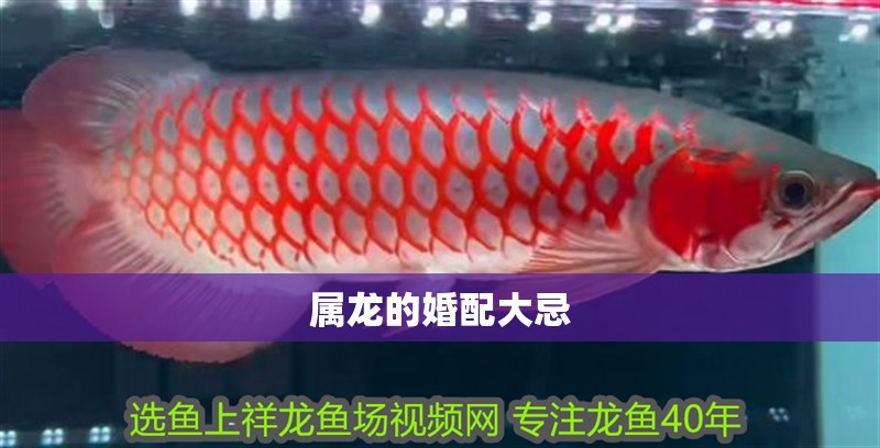 屬龍的婚配大忌